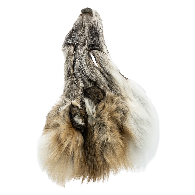 COYOTE  FACE 19C